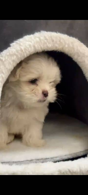 shihtzu toy breed little puppy imported bloodline 0