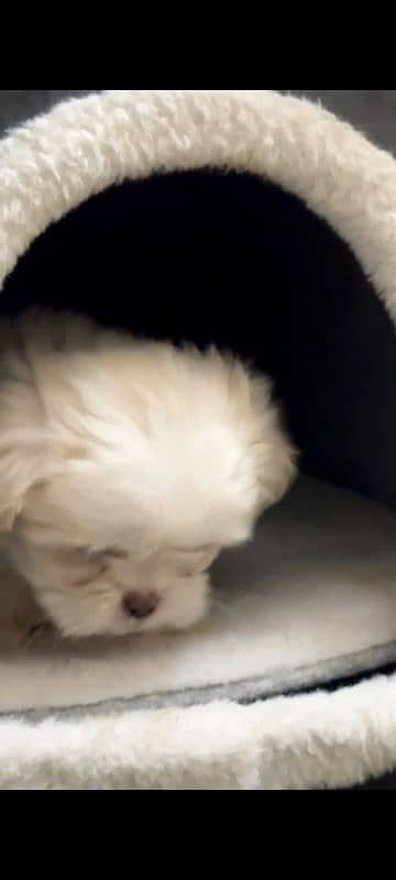 shihtzu toy breed little puppy imported bloodline 3