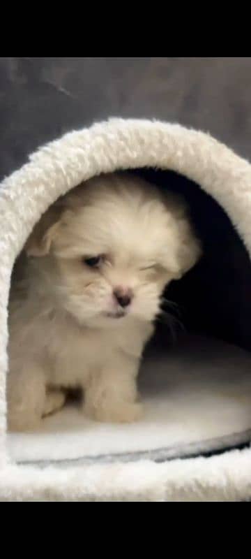 shihtzu toy breed little puppy imported bloodline 4