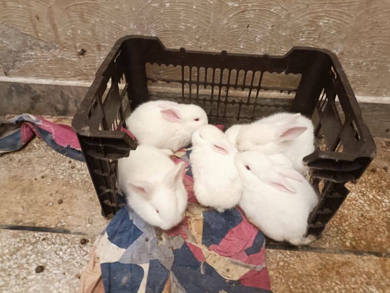 New Zealand white bunnies 5kg breed 2