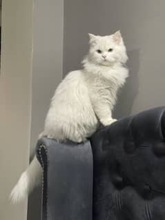 White persian Tripple coat 1 and half year old