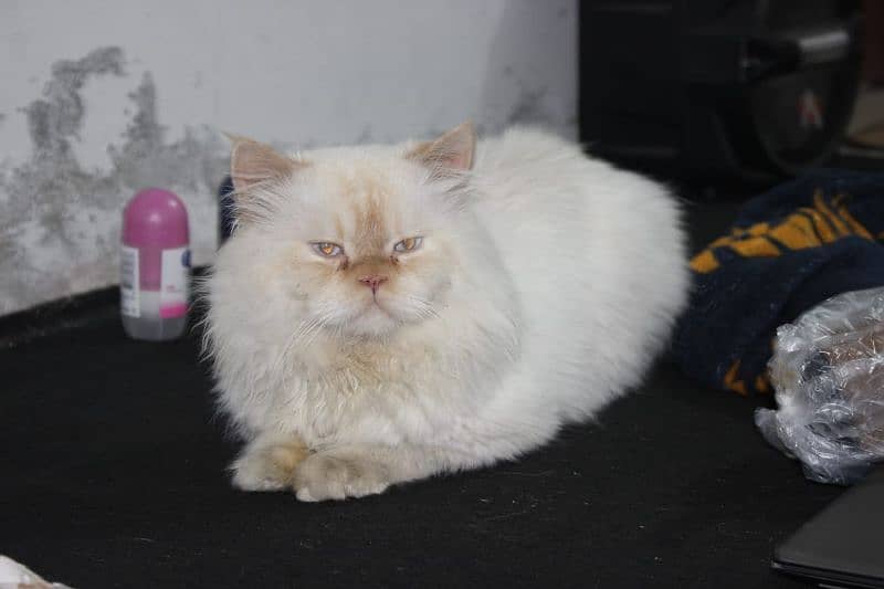 Beautiful Persian Cat for sale 0