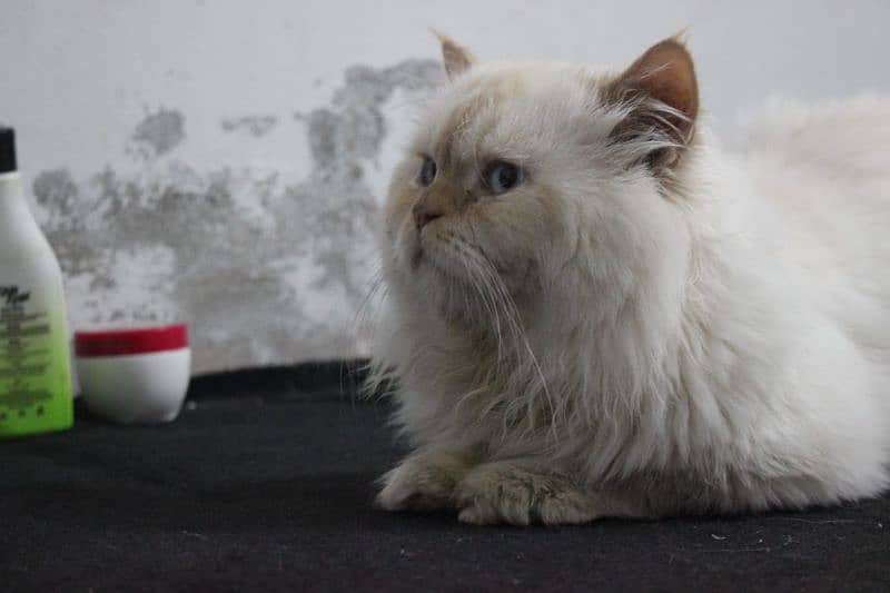 Beautiful Persian Cat for sale 3