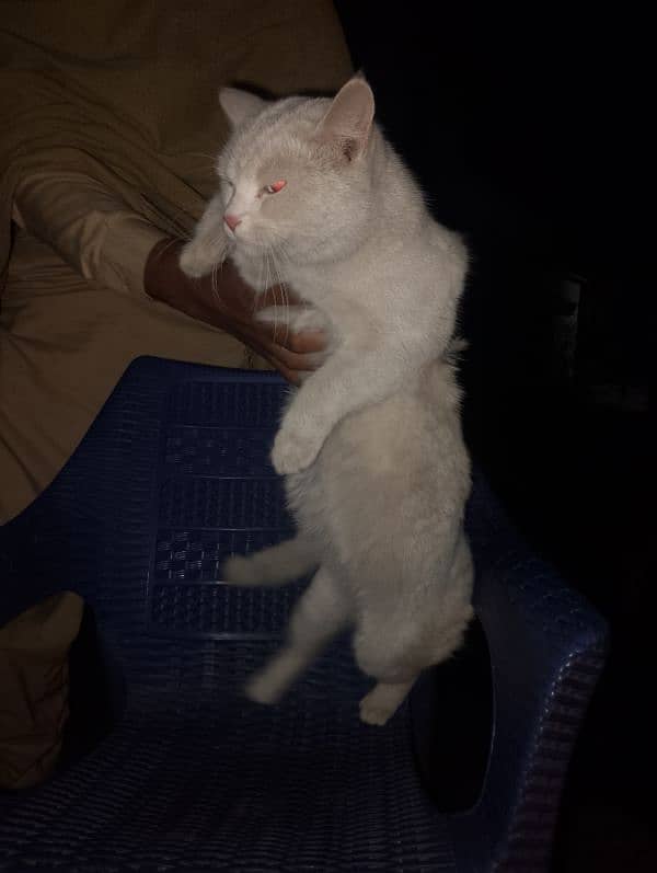 FEMALE CAT FOR SALE 3