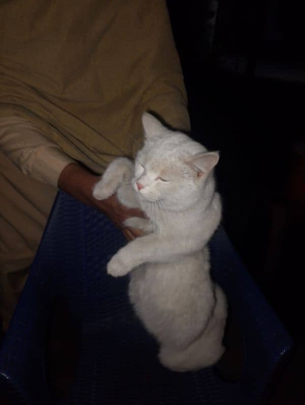 FEMALE CAT FOR SALE 4