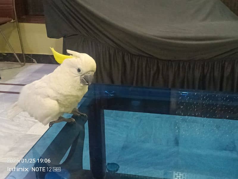 triton cockatoo, violet ringneck, blue ringneck,raw 1