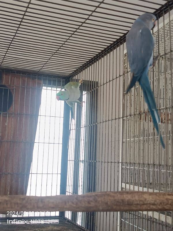 triton cockatoo, violet ringneck, blue ringneck,raw 2