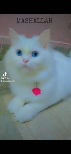 Persian cat