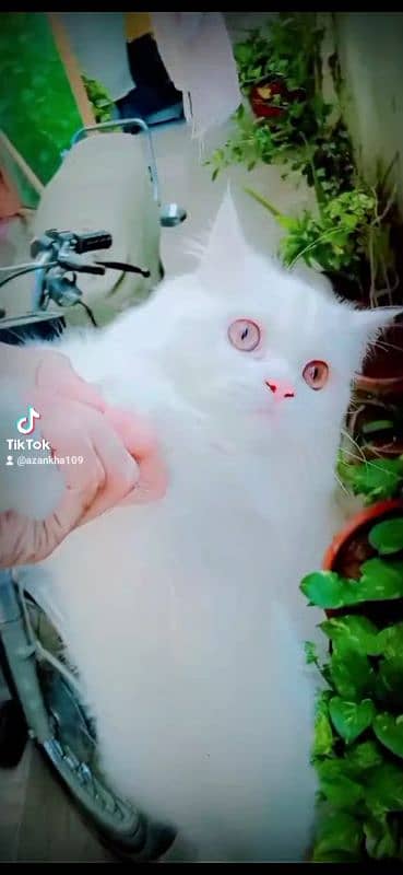 Persian cat 1