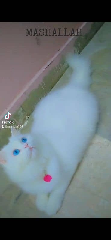 Persian cat 2