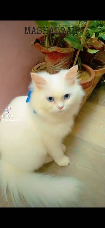 Persian cat 3