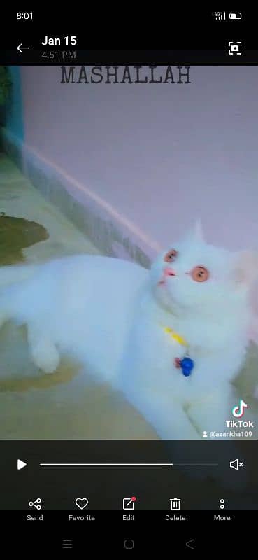 Persian cat 5