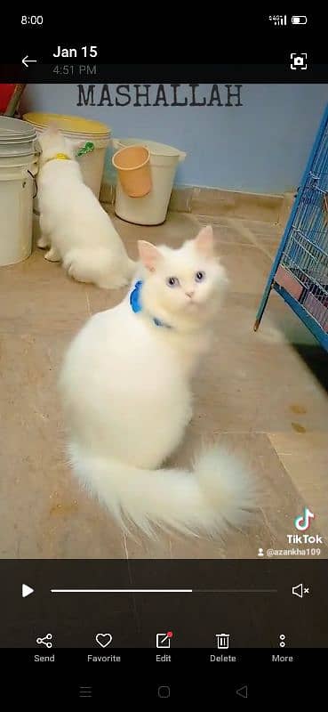 Persian cat 6