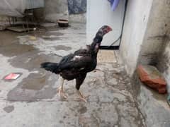 Aseel hen for sale WhatsApp number 03244543637 argent for sale