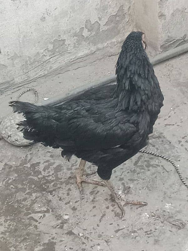 Aseel hen for sale WhatsApp number 03244543637 argent for sale 2