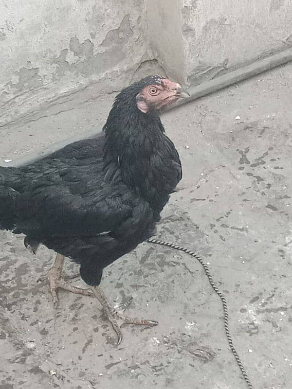 Aseel hen for sale WhatsApp number 03244543637 argent for sale 3