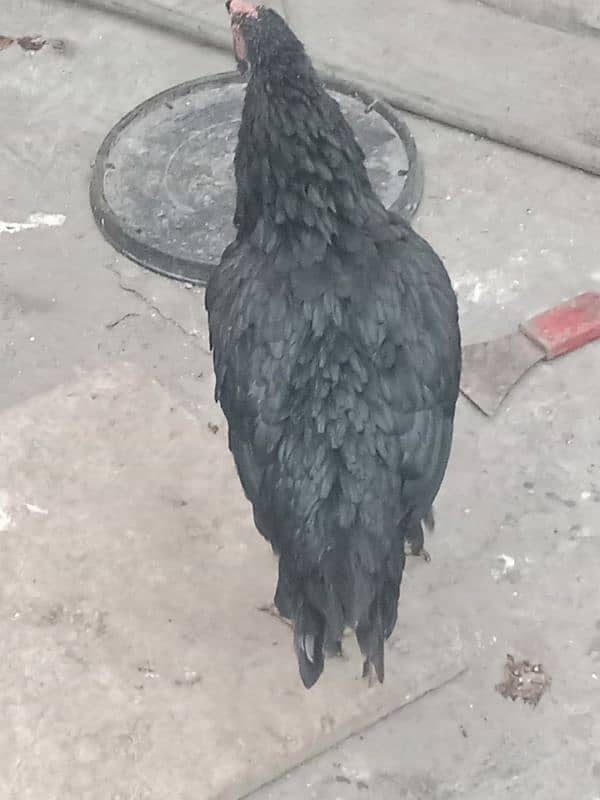 Aseel hen for sale WhatsApp number 03244543637 argent for sale 8