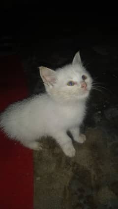 urgent sale read ad dol face male baby 1 month