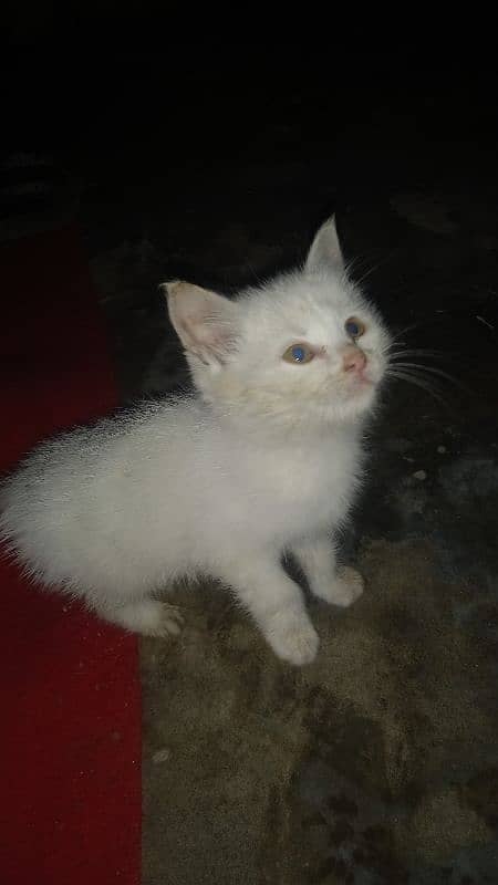 urgent sale read ad dol face male baby 1 month 0