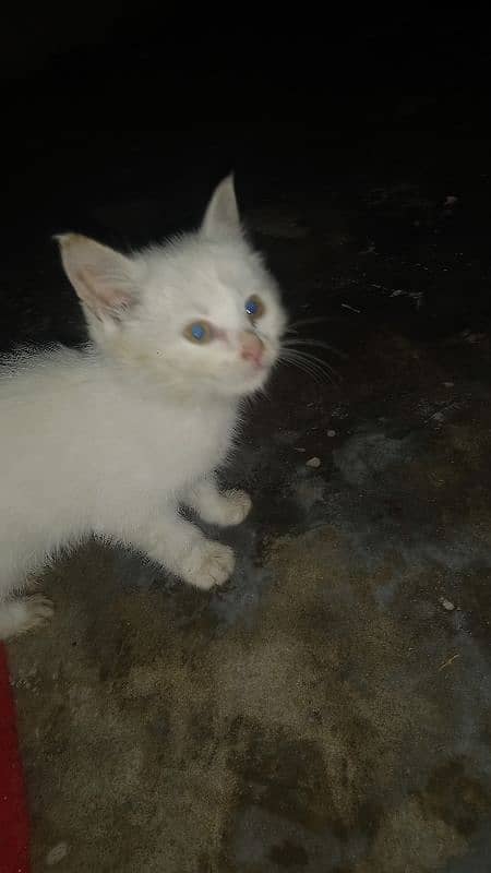 urgent sale read ad dol face male baby 1 month 2