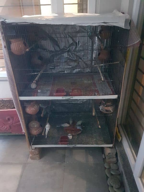 2 bird cages with 18 parrots 5