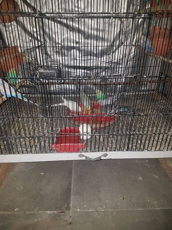 2 bird cages with 18 parrots 7