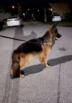 German shepherd long coat pair for sale