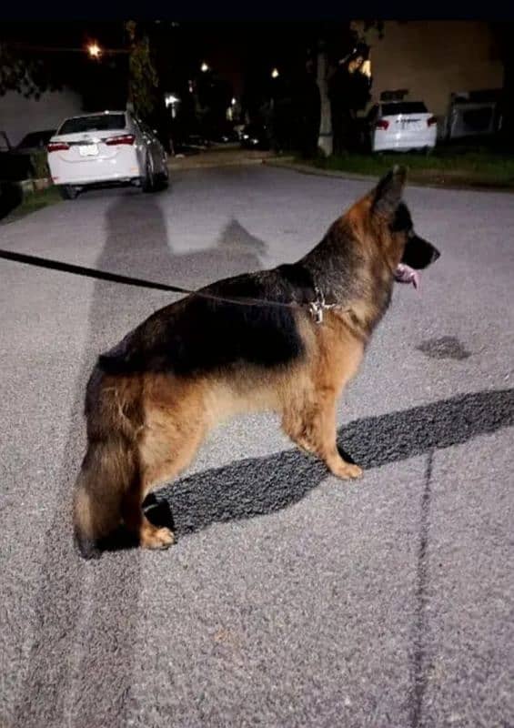 German shepherd long coat pair for sale 0