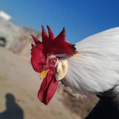 A White Fancy Murgha | Leghorn | Chicken | Hen | Rooster