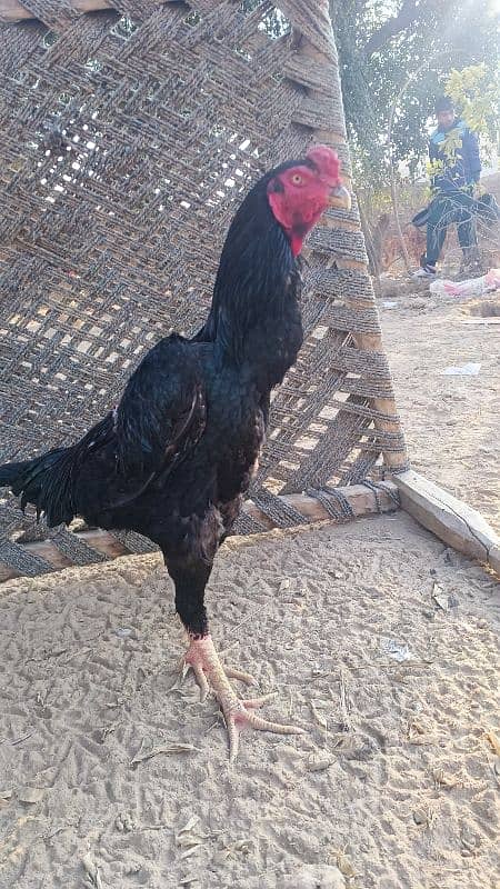 Black king o shamoo pair age 1 year female lay egg 2