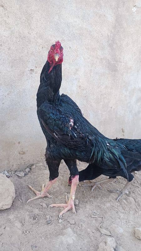 Black king o shamoo pair age 1 year female lay egg 3