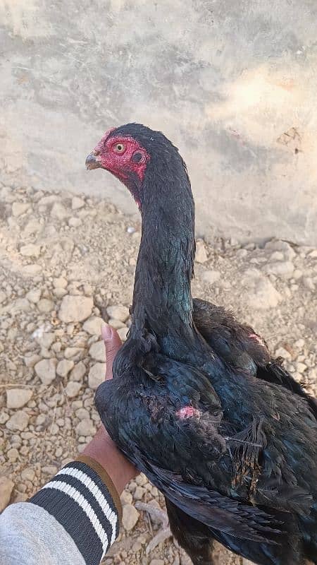 Black king o shamoo pair age 1 year female lay egg 4