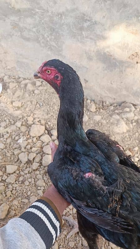 Black king o shamoo pair age 1 year female lay egg 5