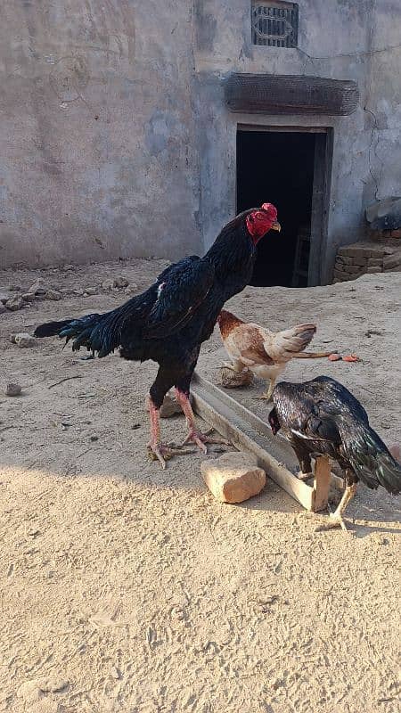 Black king o shamoo pair age 1 year female lay egg 9