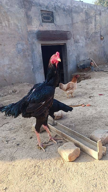 Black king o shamoo pair age 1 year female lay egg 10