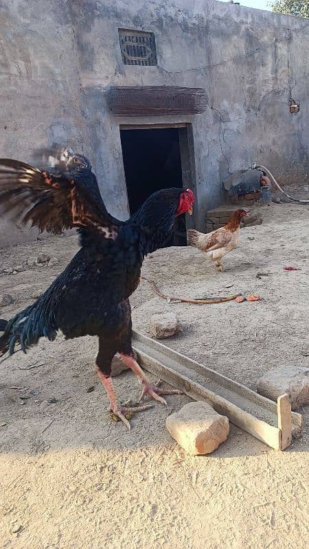 Black king o shamoo pair age 1 year female lay egg 12