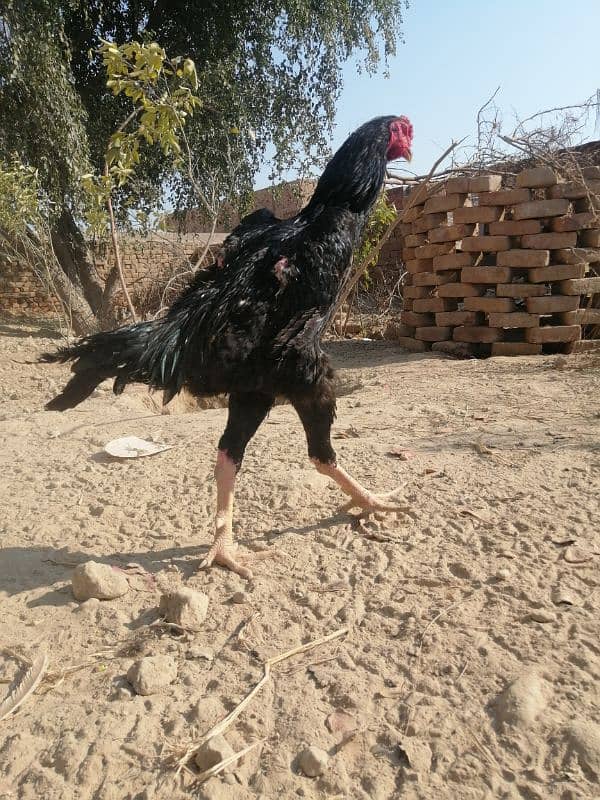 Black king o shamoo pair age 1 year female lay egg 15