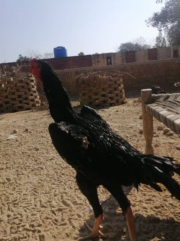 Black king o shamoo pair age 1 year female lay egg 17