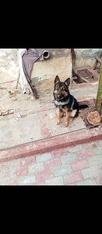 German  alstion mix female urgent sale 0