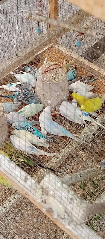 Budgies with cage 1