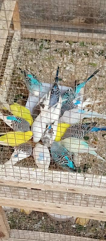 Budgies with cage 2