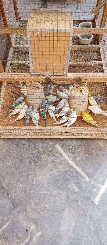 Budgies with cage 3