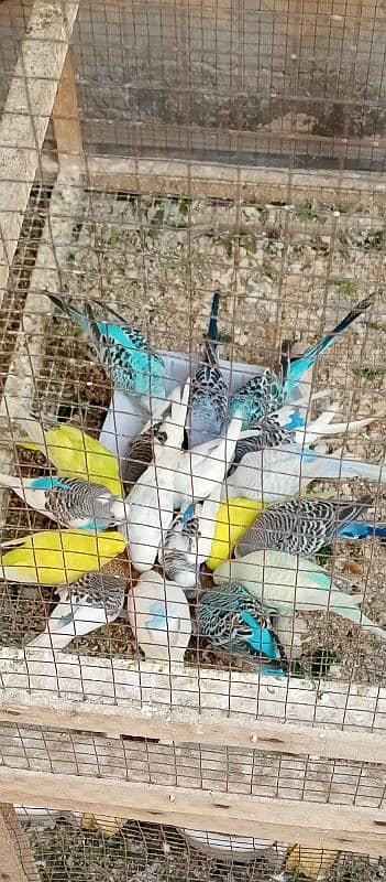 Budgies with cage 4