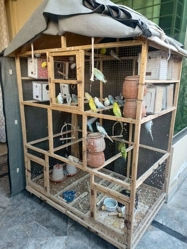 Budgies with cage 6