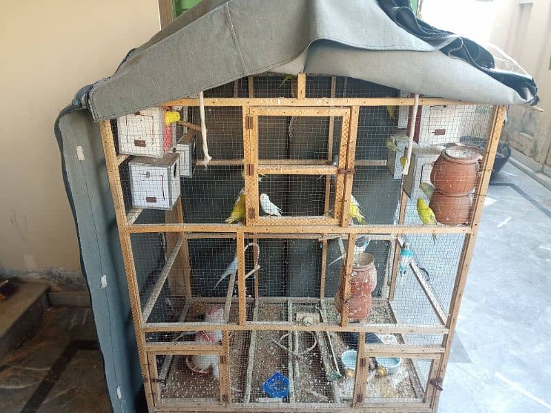 Budgies with cage 7