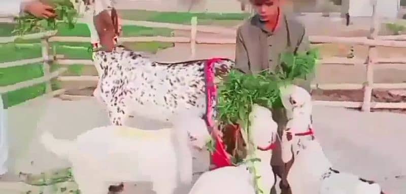 Desi Bakri Our 3 Bacchon Ka Sath Urgent For Sale Call me03204968514 1