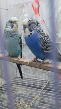 Black Wing Black Face Budgie (Australian Parrots) for Sale.