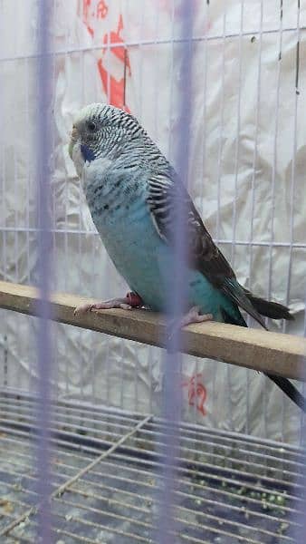 Black Wing Black Face Budgie (Australian Parrots) for Sale. 1