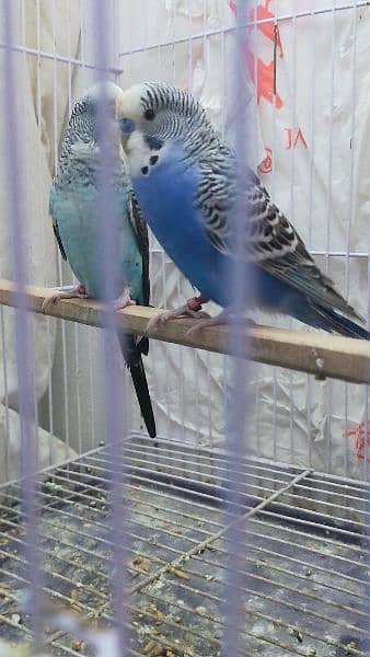 Black Wing Black Face Budgie (Australian Parrots) for Sale. 2