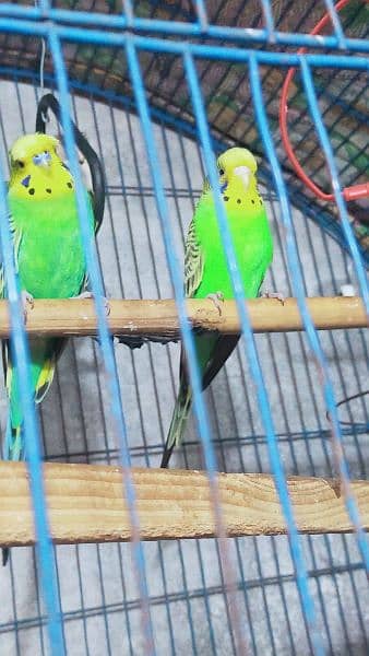 Black Wing Black Face Budgie (Australian Parrots) for Sale. 3